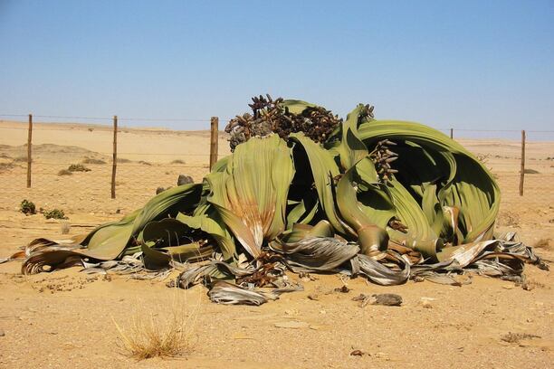 namibe (1)